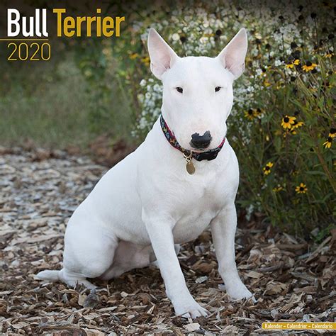 Amazon.in: Buy Bull Terrier Calendar 2020 Book Online at Low Prices in ...