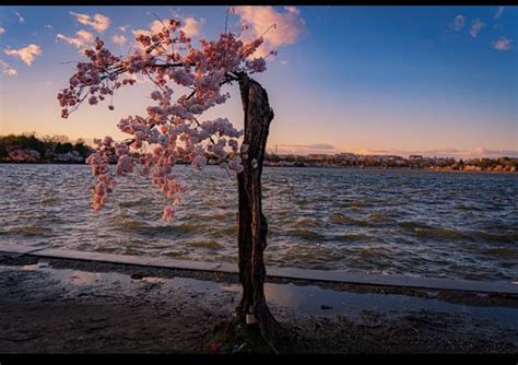 Image result for Stumpy Washington DC