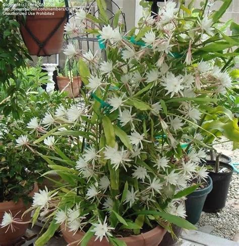 Greenery Nursery White Brahma Kamal Night Queen Flower live plant Price ...