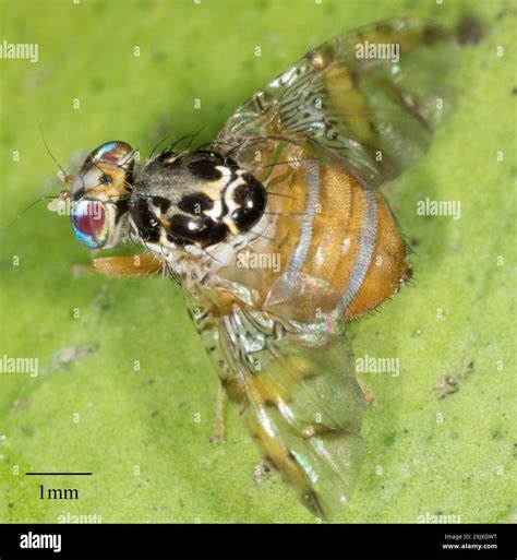 Mediterranean Fruit Fly (Ceratitis capitata) Insecta Stock Photo - Alamy