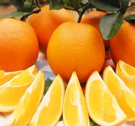 柑、桔、橙、柚之间有何区别？一图搞懂柑橘橙柚关系_果实