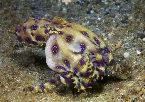 Image result for Blue-Ringed Octopus Behavior