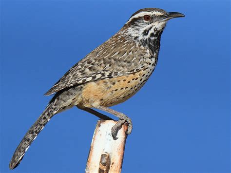 Cactus Wren - eBird