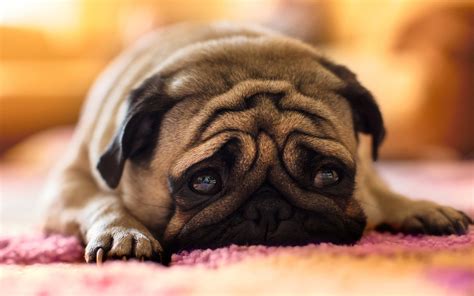 Sad Puppy Wallpapers - Wallpaper Cave