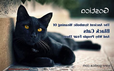 What does cat symbolize in the Bible? - 21Cats.org