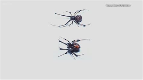 Venomous brown widow spider spotted in Oregon for first time | kgw.com