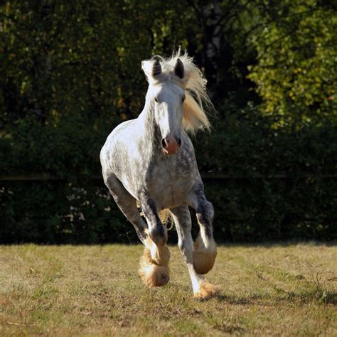 16 Gypsy Vanner Horse Facts - Helpful Horse Hints