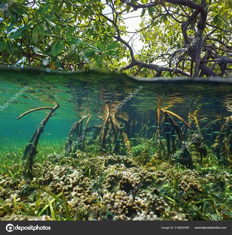 Swamp 的图像结果