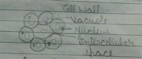 Discuss the location structure and function of parenchyma tissues long ...
