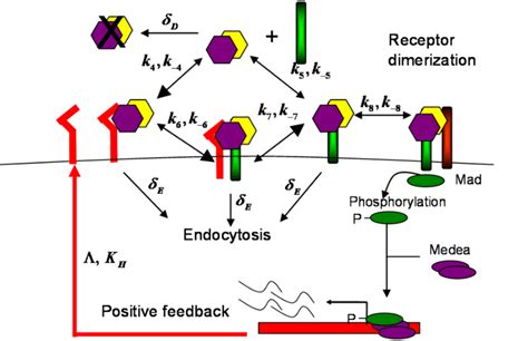 Image result for SBP Stage Program