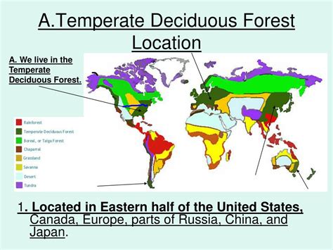 PPT - Temperate Deciduous Forest PowerPoint Presentation, free download - ID:243454
