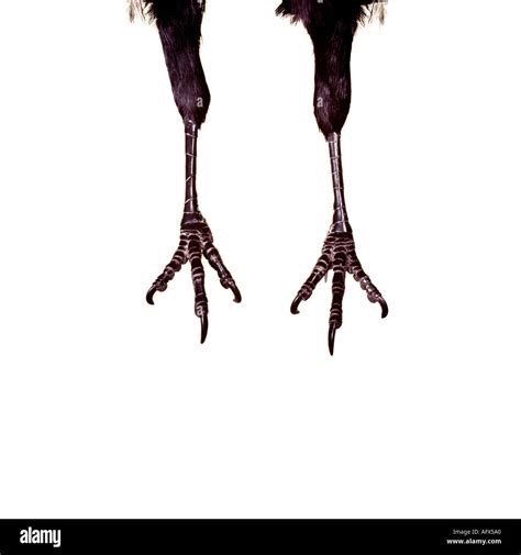 Crows Foot Bird at Beulah Insley blog