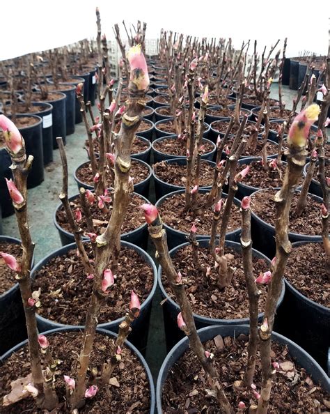 What Does A Peony Look Like In Winter at Eva Timmins blog