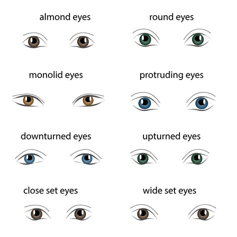Different Eye Shapes Chart