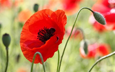 In the beautiful red poppy wallpapers and images - wallpapers, pictures ...