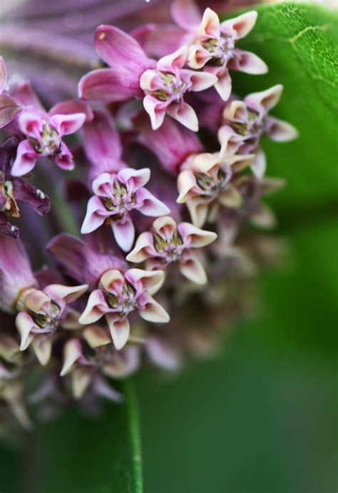 Spreading milkweed, not myths | U.S. Fish & Wildlife Service