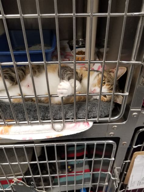 FIRST STATE ANIMAL CENTER AND SPCA - Camden DE - Hours, Directions ...