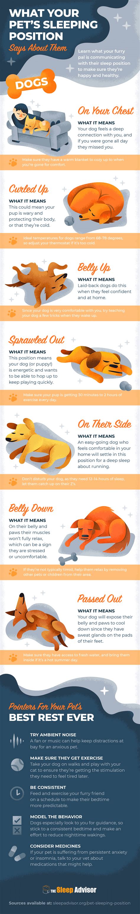 Dog Sleeping Positions Meaning