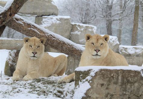 Animals in Winter - African Lion Safari