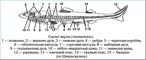 Класс Хрящевые рыбы. Конспект по биологии - УчительPRO