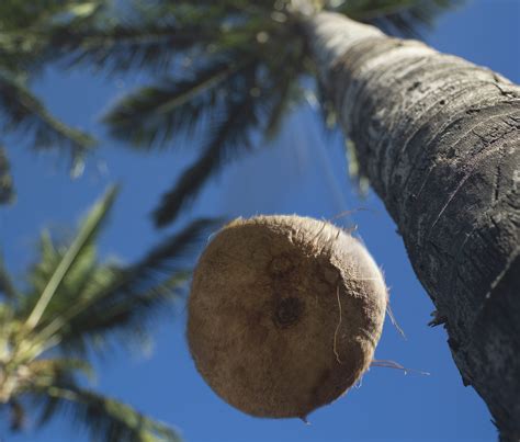 Curious Questions: How likely are you to be killed by a falling coconut? - Country Life