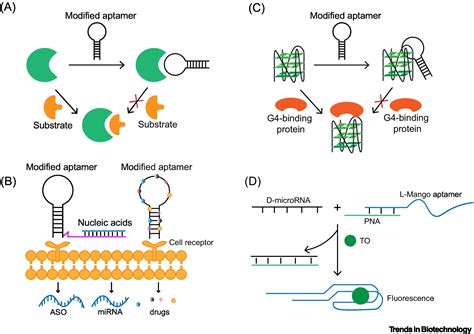 Modified nucleic acid aptamers: development, characterization, and biological applications ...