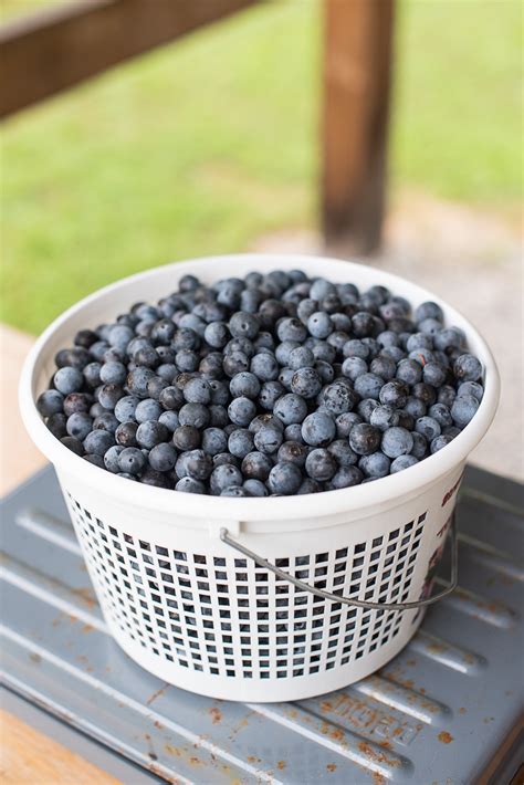 U-pick Blueberries at Trickle Creek Farm — This Here Town