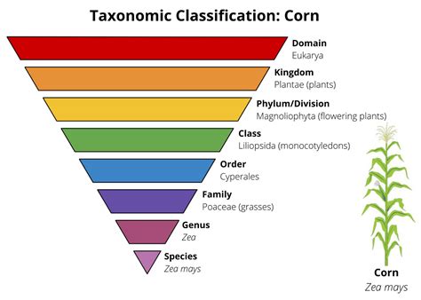 Classifying organisms - Biology - Grade 9 PDF Download