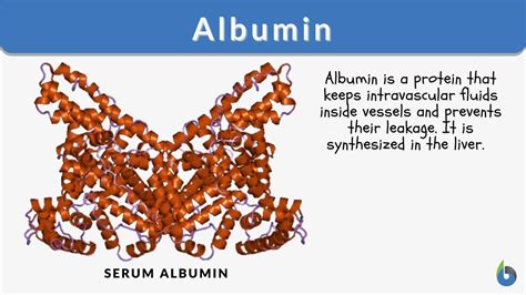 Normal Albumin Levels