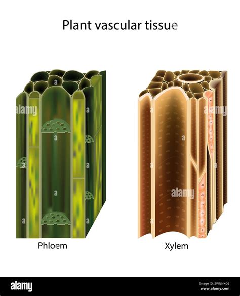 Plant vascular tissue. Xylem and phloem. Cross section showing vascular ...