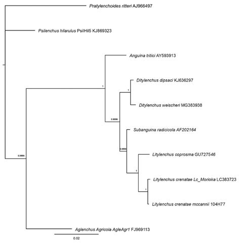 Taxonomy and Identification of Principal Foliar Nematode Species ...