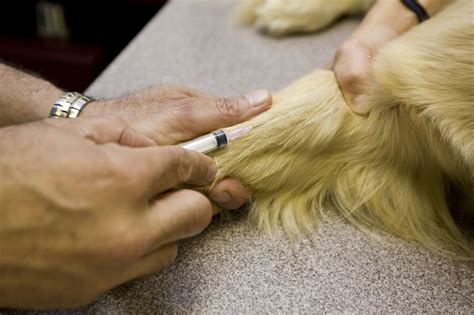 Euthanasia by Injection (EBI) » Maples Center for Forensic Medicine ...