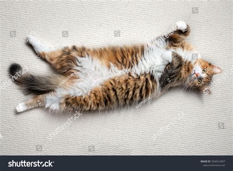 Cat Lying Down On Back