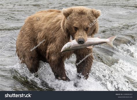 Polar Bear Eating Salmon