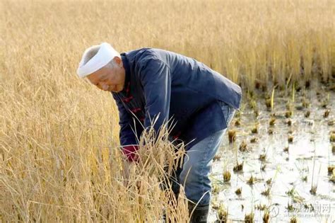 风吹稻田，秋收亲子垄上行！里水这场水稻收割活动开始招募→_大洲