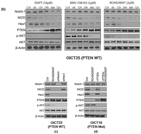 The Oncogene Addiction Switch from NOTCH to PI3K Requires Simultaneous ...