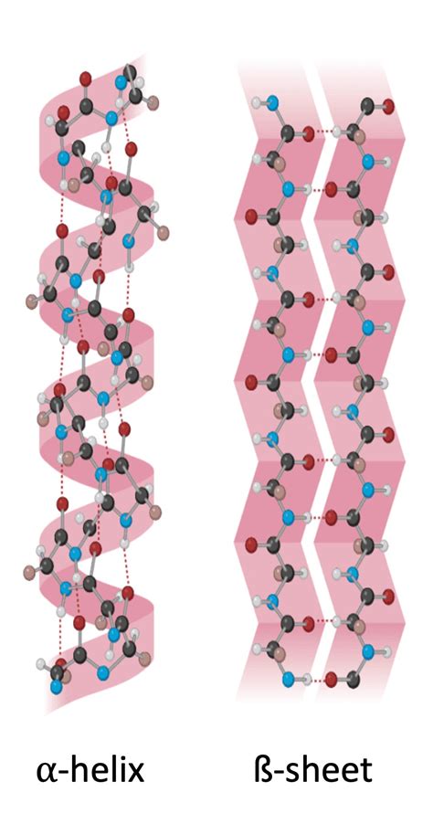 Image result for Protein Structure Types
