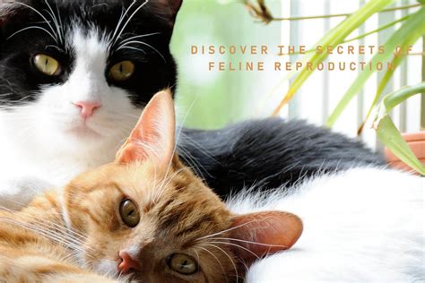 😺 Understanding Feline Reproduction: How Do Cats Mate? 😺 - bdvets
