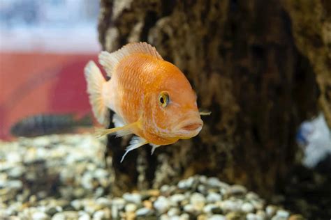 Can fish drown? The Surprising Answer