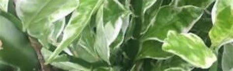 PlantaZee Naagdon/Nagdon Medicinal Plant