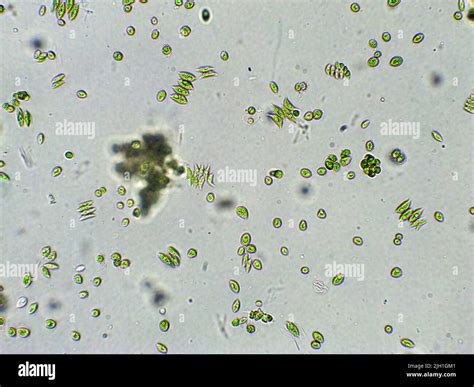 Algae Microscope 40x