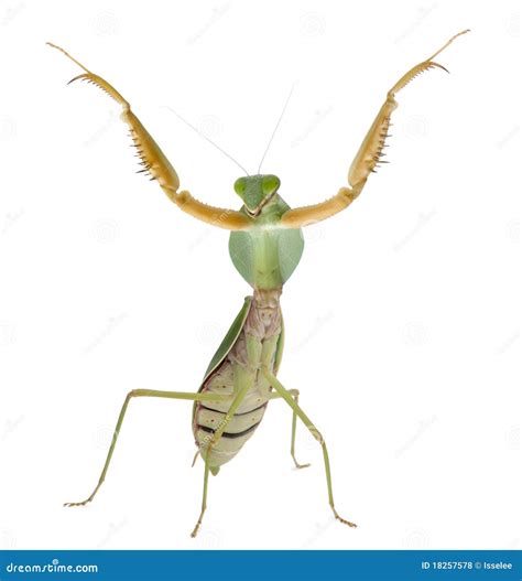Female Praying Mantis, Rhombodera Basalis Stock Photo - Image of nature ...