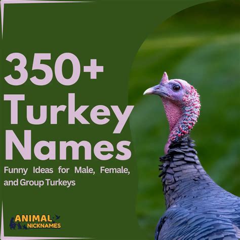 350+ Awesome Pig Names for Pot-Bellied Pigs [Perfect Ideas] – Animal ...