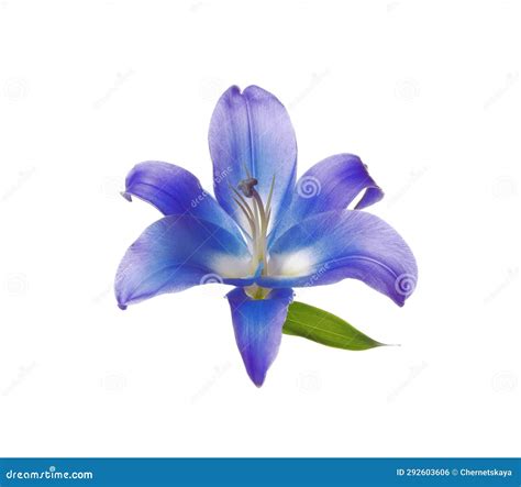 Amazing Blue Lily Flower Isolated on White Stock Illustration ...