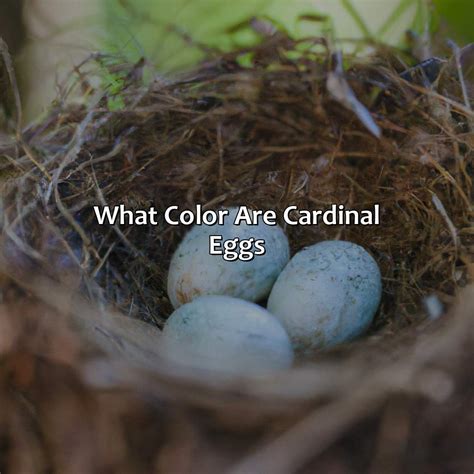 What Color Does Black And Purple Make - colorscombo.com