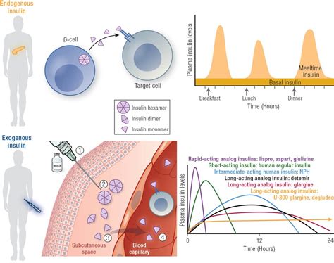 Endogenous pathway of insulin secretion/Exogenous insulin pathway | Battista Illustration