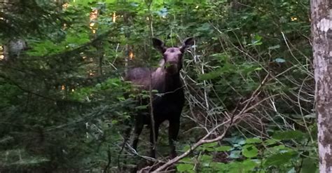 Wildlife In Vermont