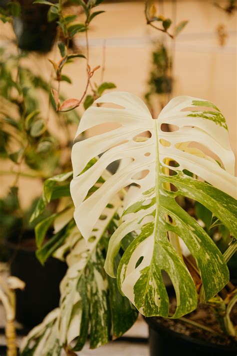 Why Plants | Green Air Botanicals | San Diego's Top Quality Nursery