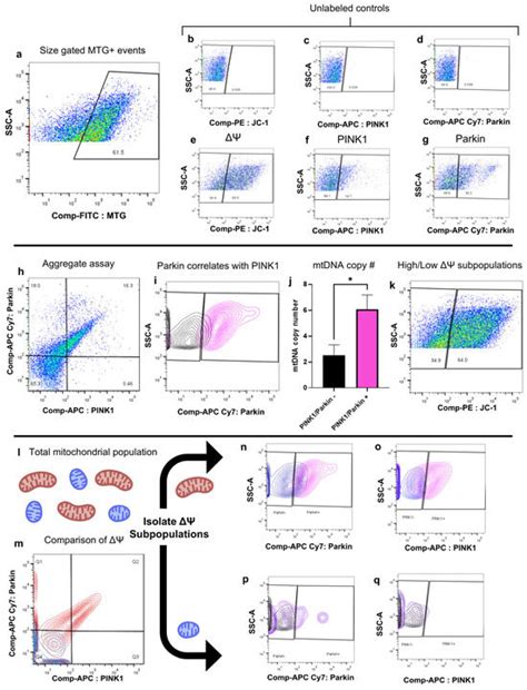 Flow Cytometric Quantification of Mitochondrial Properties: A High ...