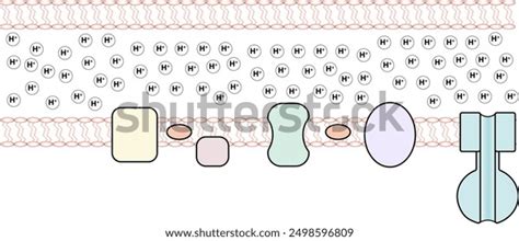 Image result for Proton Gradient